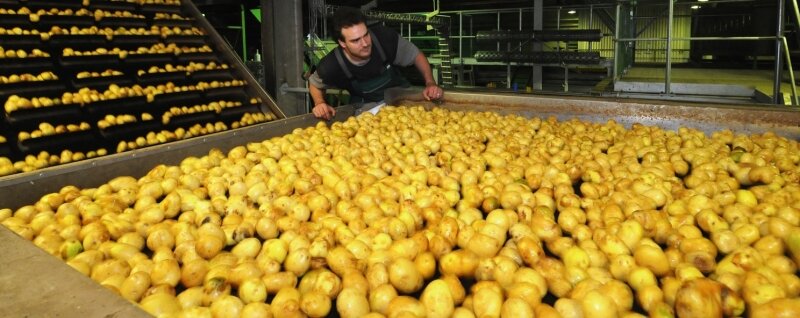 <p class="artikelinhalt">Ronny Peters überwacht die automatisierten Arbeiten an der Kartoffel-Waschanlage bei Friweika in Weidensdorf.</p>