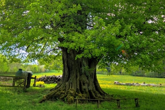 Braucht Marienberg wieder eine Baumschutzsatzung? - Nach Angaben des Besitzers gehört diese rund 950 Jahre alte Linde in Sorgau zu den ältesten Bäumen in Sachsen. Bürger fordern, dass Anreize geschaffen werden, alte Bäume zu erhalten und neue zu pflanzen. 
