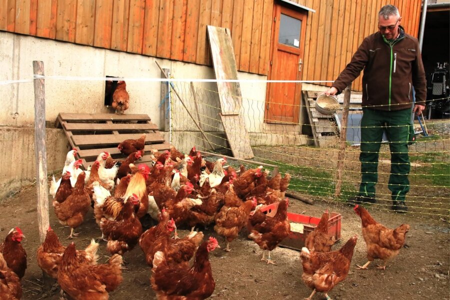 Braune Eier sollen aus dem Handel verschwinden: Was vogtländische Hühnerhalter dazu sagen - Auf dem Hof von Holger und Christiane Müller in Brockau legen die Hühner braune und weiße Eier.