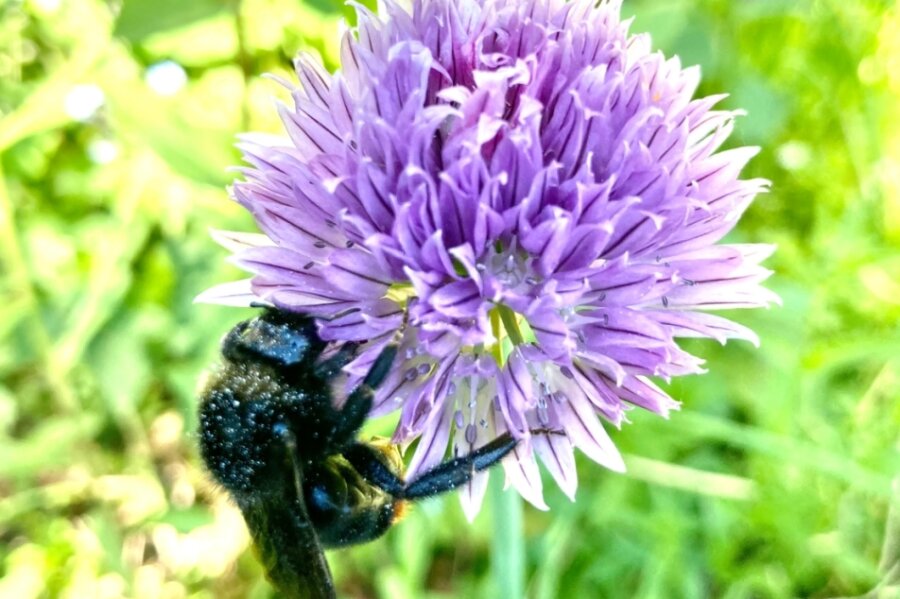 Broschüre macht auf Wälder und ihre Bewohner aufmerksam - Auch das ist biologische Vielfalt: Eine Biene genießt auf einer Blüte im Vorgarten süßen Nektar. 