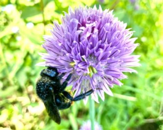 Broschüre macht auf Wälder und ihre Bewohner aufmerksam - Auch das ist biologische Vielfalt: Eine Biene genießt auf einer Blüte im Vorgarten süßen Nektar. 