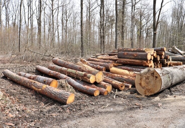 In Niederwiesa finden derzeit Waldarbeiten statt. Der Eigentümer möchte das Areal langfristig erhalten. 
