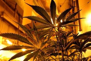 Bundesgericht erlaubt Cannabis-Anbau für Schmerzpatienten - 