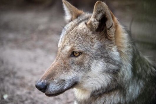 Bundesministerin Klöckner will Wölfe gezielt abschießen lassen - Bundeslandwirtschaftsministerin Julia Klöckner hat sich für einen härteren Umgang mit Wölfen ausgesprochen.