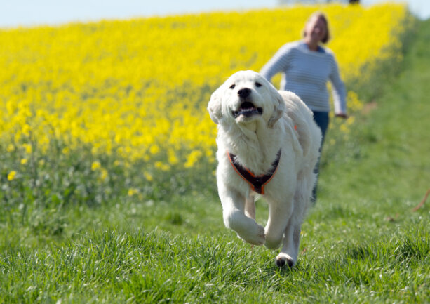 Bundesregierung will Hunden per Verordnung ausreichend Auslauf garantieren - 