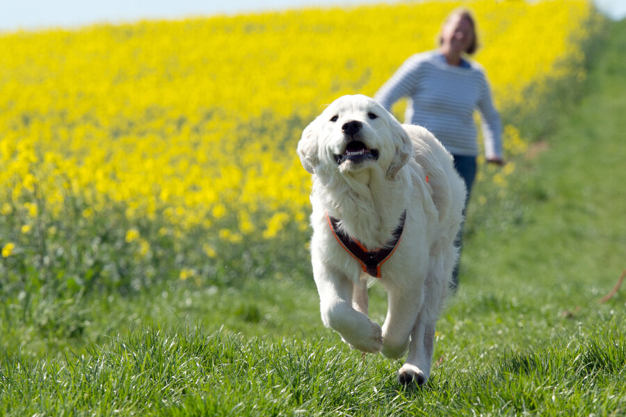 Bundesregierung will Hunden per Verordnung ausreichend Auslauf garantieren - 
