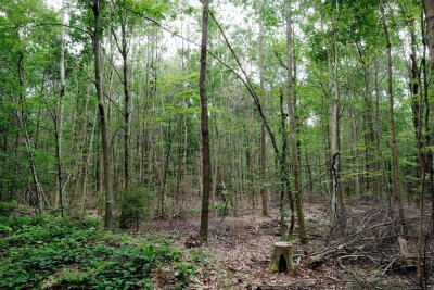 Bundesumweltministerin: Wälder befinden sich in einer Krise - "Wir müssen die anfälligen, naturfernen Waldbestände zu naturnahen, klimafesten Mischwäldern entwickeln."