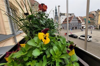 Bunte Blumen bringen Farbe in Zwickaus Innenstadt - Die Balkonkästen am Rathaus in Zwickau wurden bereits am Donnerstag schön gemacht. In der Innenstadt beginnt am Montag die diesjährige Frühjahrsbepflanzung. 