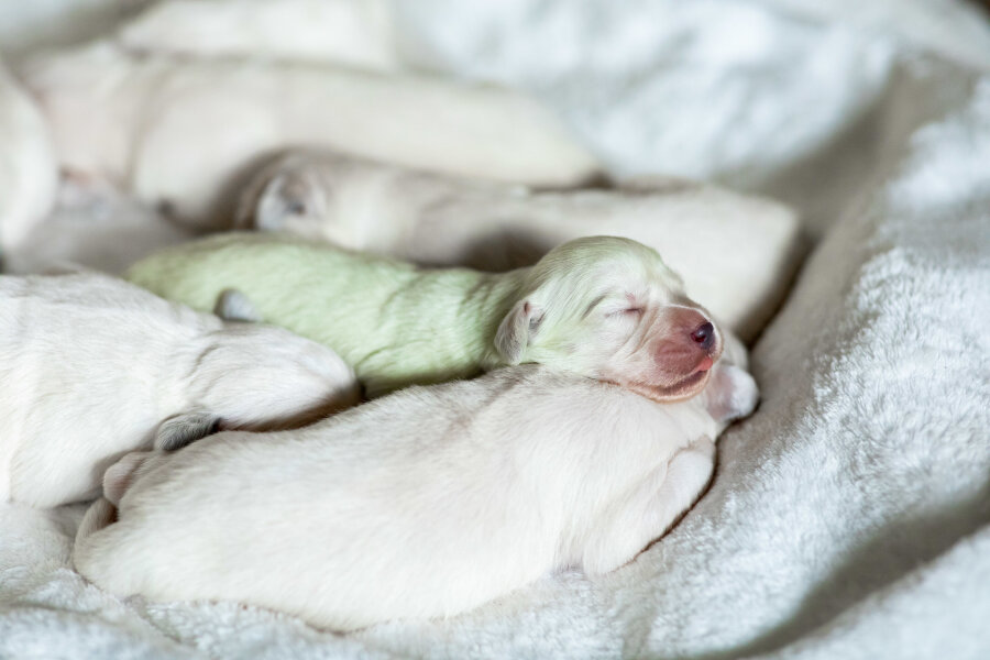 Der mintgrüne Golden-Retriever-Welpe «Mojito» schläft zwischen anderen Welpen. In Wermelskirchen im Rheinisch-Bergischen Kreis ist in einem Wurf weißer Golden-Retriever-Welpen ein mintgrüner Baby-Hund zur Welt gekommen. 