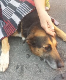 Burgstädt: Hund stirbt bei Zusammenstoß mit Auto - Polizei sucht Hundehalter - Die Polizei sucht den Halter dieses Hundes.