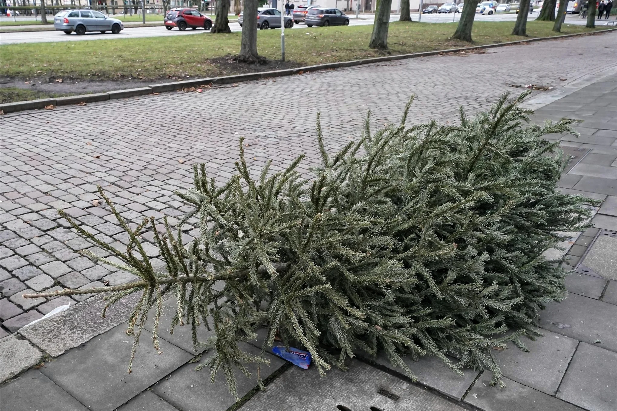 Burgstädt Wann und wo werden die Weihnachtsbäume abgeholt?