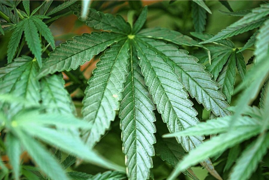 Cannabis im Kleingarten: Chemnitzerin von Gericht verurteilt - In einem Kleingarten in Chemnitz baute eine 42-Jährige Hanfpflanzen an. Der THC-Gehalt war aber zu hoch.