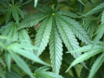 Cannabis-Plantage fliegt nach Ruhestörung auf - 