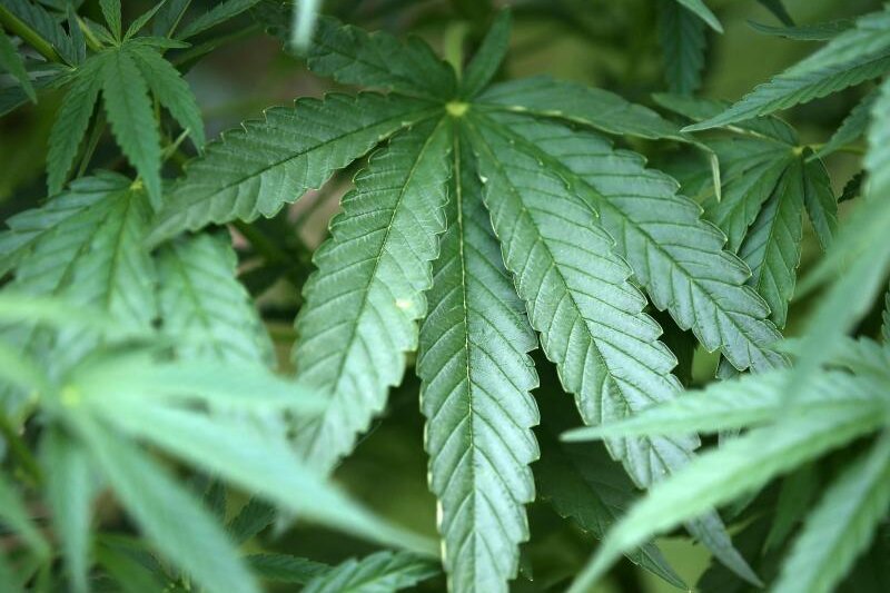 Cannabis-Plantage fliegt nach Ruhestörung auf - 