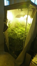 Cannabispflanzen in Chemnitzer Wohnung entdeckt - Die Cannabisplantage befand sich in der Wohnung in Chemnitz.