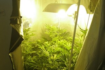Cannabispflanzen in Chemnitzer Wohnung entdeckt - Die Cannabisplantage befand sich in der Wohnung in Chemnitz.