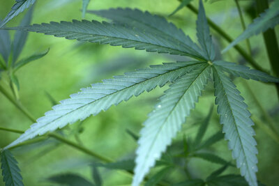 Cannabispflanzen in Wald im Sehmatal entdeckt - 