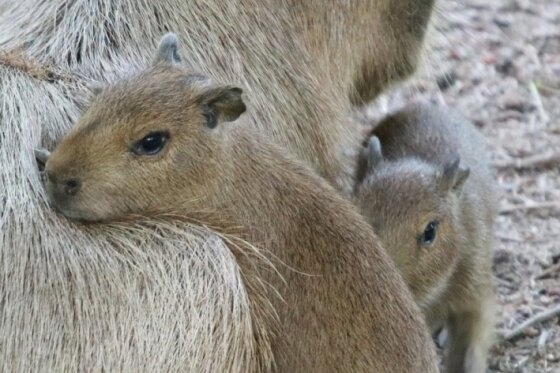 Capybara-Familie wächst - 
