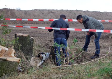 Chemnitz: Arbeitsunfall bei Baumfällarbeiten - 
