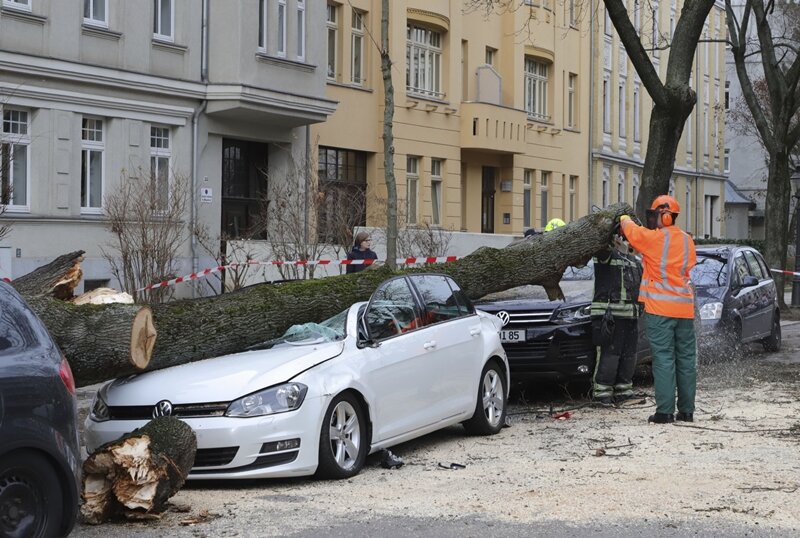 Chemnitz: Baum umgestürzt - sieben Fahrzeuge zum Teil erheblich beschädigt - 