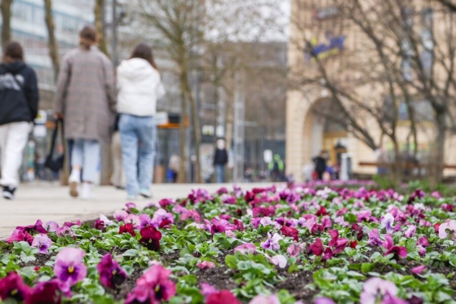 Chemnitz blüht auf -  Im Park am Roten Turm blühen leuchtend rosa Tulpen, weiße Duftnarzissen, Schachbrettblumen, cremegelbe Kaiserkronen, Persische Glockenlilien sowie zartrosa Stiefmütterchen. 