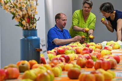 Chemnitz: Experten wählen Böhmischen Rosenapfel als Apfel des Jahres 2022 - Sophie Ackermann (rechts) aus Dresden lässt sich bei Kai Geringswald und Grit Striese ihre Äpfel bestimmen.