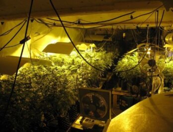 Eine Drogen-Plantage mit mehr als 300 Cannabispflanzen hat die Polizei in Chemnitz entdeckt.