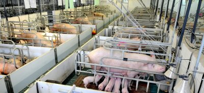 Chemnitz: Initiative Tierwohl stößt bei Landwirten kaum auf Interesse - 
