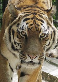 Tiger Jantar soll im Tierpark Chemnitz für Nachwuchs sorgen. 