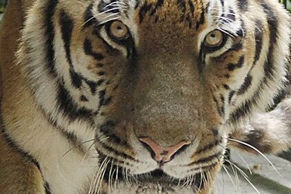Tiger Jantar soll im Tierpark Chemnitz für Nachwuchs sorgen. 