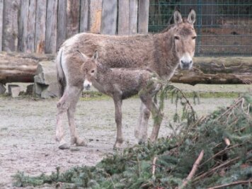 Chemnitz: Kulanfohlen im Tierpark geboren - Das Kulan-Fohlen mit seiner Mutter.
