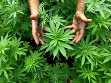 Chemnitz: Mini-Cannabisplantage am Trampelpfad - 