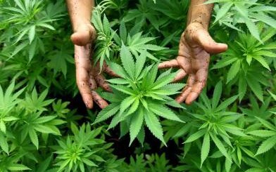 Chemnitz: Mini-Cannabisplantage am Trampelpfad - 