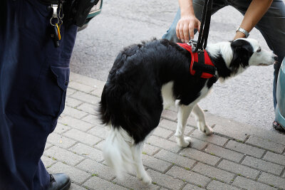 Chemnitz: Retter holen Hund aus geparktem Auto - Ein Hund ist am Dienstagvormittag in Chemnitz aus einem geparkten Auto befreit worden.