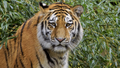 Chemnitz: Tiger aus Nürnberg kommt am Montag in den Tierpark - Der Sibirische Tiger "Wolodja"