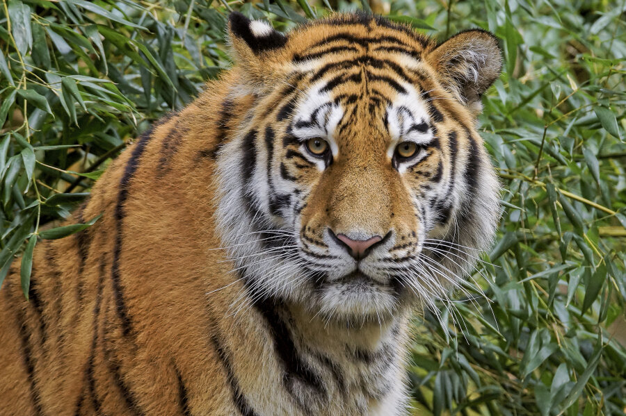 Chemnitz: Tiger aus Nürnberg kommt am Montag in den Tierpark - Der Sibirische Tiger "Wolodja"