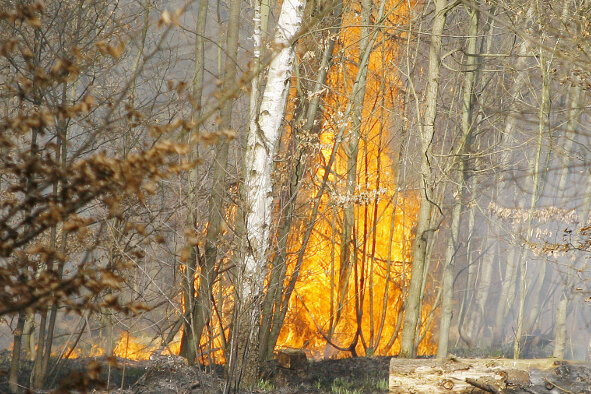 Der Chemnitzer Zeisigwald hat am Sonntag auf knapp 1000 Quadratmetern in Flammen gestanden.