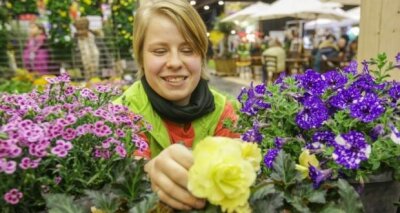 Chemnitzer Frühling: Besucheranzahl übetrifft Erwartungen - Diese Pflanzen mögen die Kunden von Isabell Heier von der Gärtnerei Zülchner: "Pink Kisses", eine Nelkenart, die Blume des Jahres "Mariechen", eine Begonie, und die Petunie "Night Sky" (von links).