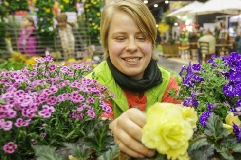 Chemnitzer Frühling: Besucheranzahl übetrifft Erwartungen - Diese Pflanzen mögen die Kunden von Isabell Heier von der Gärtnerei Zülchner: "Pink Kisses", eine Nelkenart, die Blume des Jahres "Mariechen", eine Begonie, und die Petunie "Night Sky" (von links).
