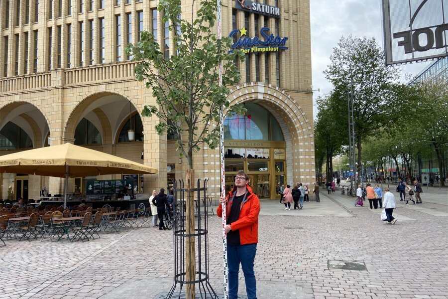 Chemnitzer Marktbaum: Keinen Zentimeter gewachsen - Eric Sauer, Lehrling beim Vermessungsbüro Wuttke, hat den Marktbaum vermessen: Die Höhe verharrt bei 5,71 Meter.