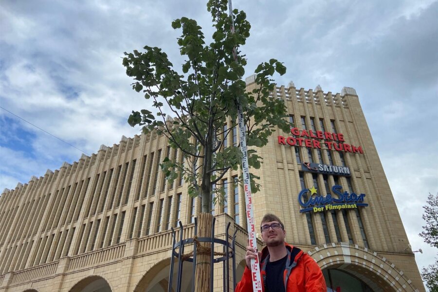 Chemnitzer Marktbaum keinen Zentimeter gewachsen - Eric Sauer, Lehrling beim Vermessungsbüro Wuttke, hat den Marktbaum vermessen: Die Höhe verharrt bei 5,71 Meter.