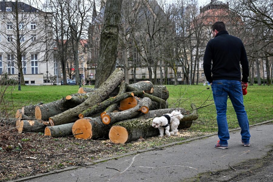 Chemnitzer Schillerplatz: Erste Bäume für umstrittene Umgestaltung gefällt - Reste eines der gefällten Bäume auf dem Schillerplatz in Chemnitz.