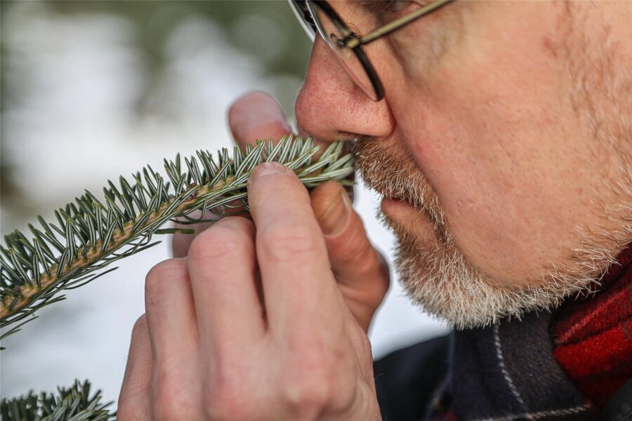 Chemnitzer Weihnachtsbaum-“Sommelier“ gibt Tipps für lange Haltbarkeit - Revierleiter Ullrich Göthel kann zu „Wetten, dass...?“ gehen. Er erkennt Bäume problemlos am Geruch.