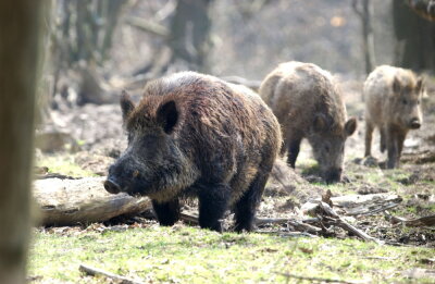 Chemnitzer Wildgatter lässt seine Wildschweine töten - Der Tierpark der Stadt Chemnitz hat seinen gesamten Wildschweinbestand töten lassen.