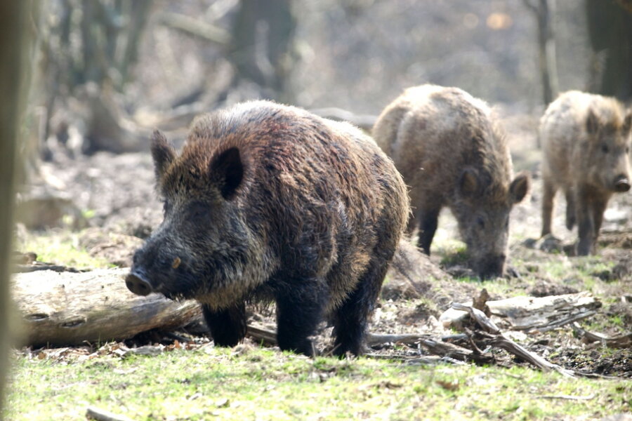 Chemnitzer Wildgatter lässt seine Wildschweine töten - Der Tierpark der Stadt Chemnitz hat seinen gesamten Wildschweinbestand töten lassen.