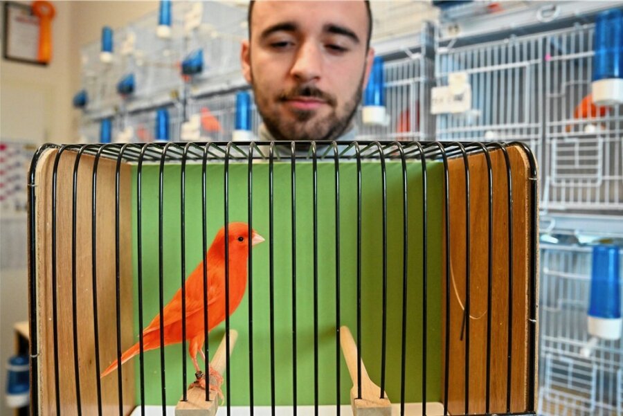 Chemnitzer Züchter schießt den Vogel ab - Die leuchtend rote Färbung hat es Sotiris Theodosiou angetan. Der 27-Jährige züchtet ausschließlich diese Variation von Kanarienvögeln.