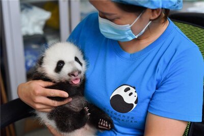 Chinesisches Pandababy erstmals vor der Kamera - 