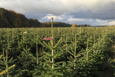 Christbäume in Hoyersdorf selbst ernten - Ein „echter Weihnachtsbaum“ gehört bei vielen Familien einfach zu einem schönen Fest (Symbolfoto).