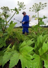 Chursdorf: Giftpflanze macht in der Region Ärger - 