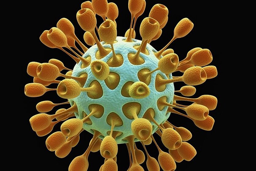 Benannt sind Coronaviren nach ihrer Form. Die runden Viruspartikel verfügen über sogenannte Peplomere, Spitzen, die kranz- oder kronenförmig aus dem Viruskörper herausragen. 
